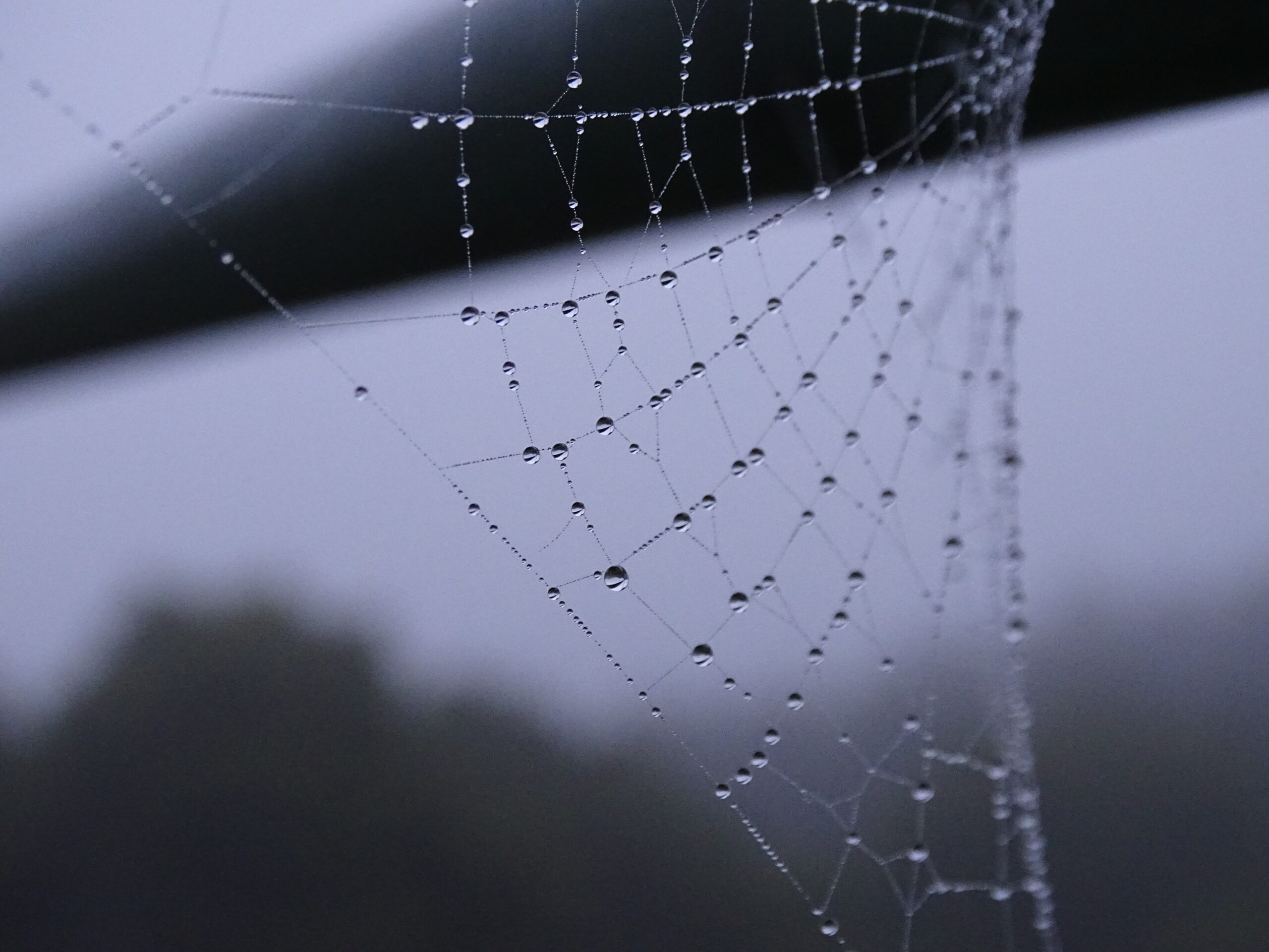 Wet Spider Web